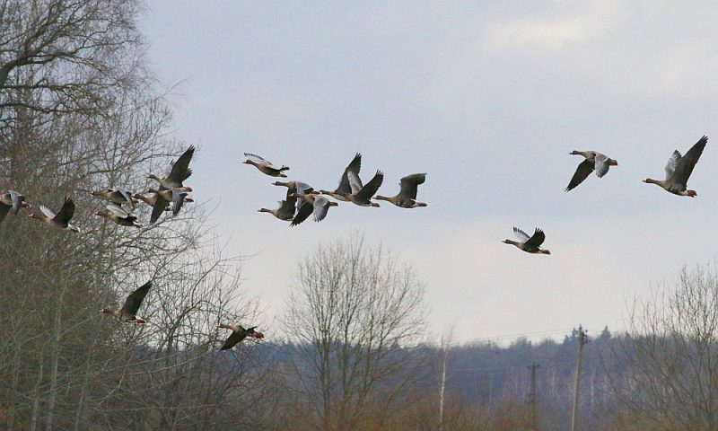 Pirmo gadu Dabas aizsardzības pārvalde 140 saimniecībām ir izsniegusi atļauju ar letālām metodēm atbaidīt migrējošās zosis no sējumiem.