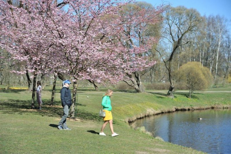 Rīgā, Pārdaugavas parkā zied sakuras.