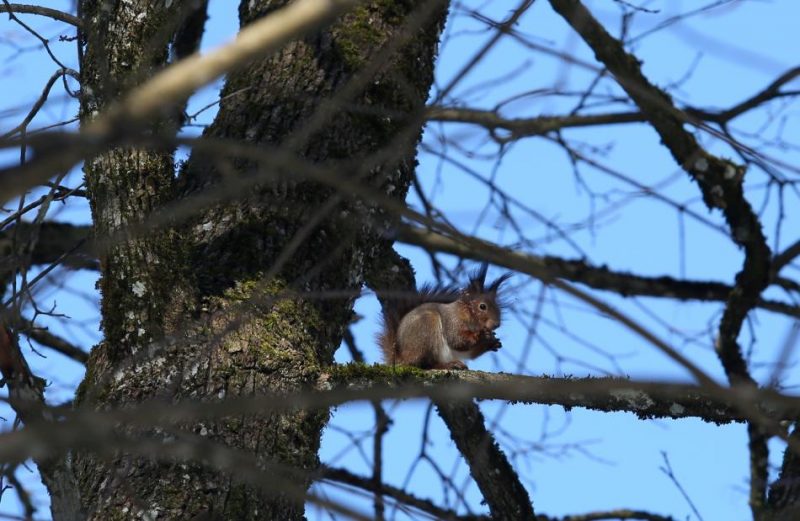 Vāvere kokā kādā no Rīgas parkiem