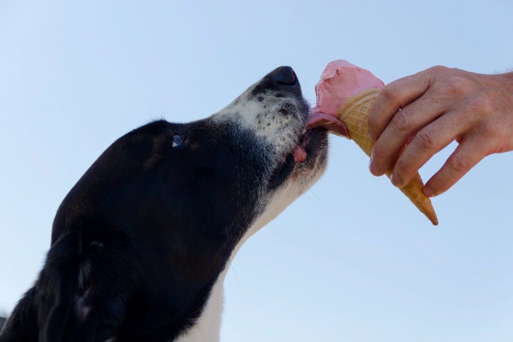 https://images.la.lv/uploads/2020/05/dog-licking-ice-cream-978947-1-1024x683.jpg