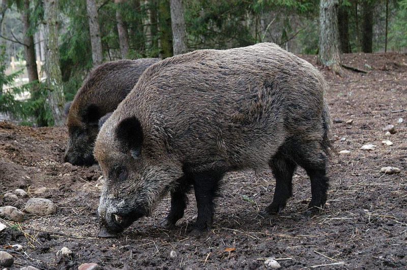 Pieaugošās cūku populācijas dēļ medniekus satrauc bioloģiskās daudzveidības saglabāšana rezervātos. Cūkām uzrokot zemsedzi, tur esošais augājs iet bojā un rakumus pārņem citas sugas.