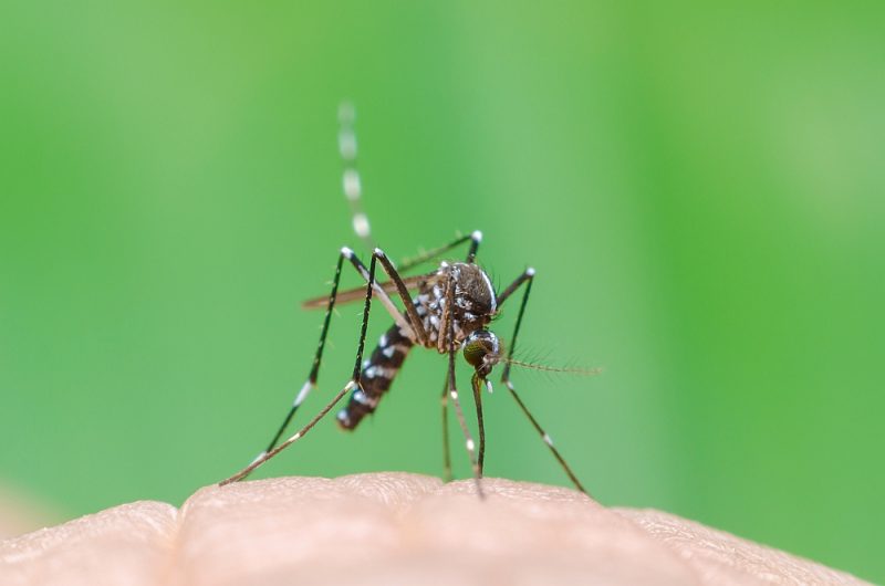 Tā dēvētais Āzijas tīģermoskīts jeb baltpunktu ods (Aedes albopictus) arvien plašāk izplatoties Eiropā. Tas var pārnēsat Zikas, Denges, čikunguņjas, Rietumnīlas vīrusu un arī dzelteno drudzi.