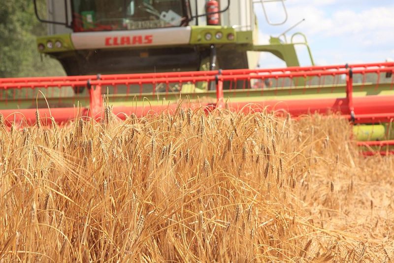 Kamēr salmu izmantošana vēl nav nonākusi līdz bioķīmiskai pārstrādei spirtā vai papīrā, tikmēr lauksaimnieki dod priekšroku to tradicionālai izmantošanai.