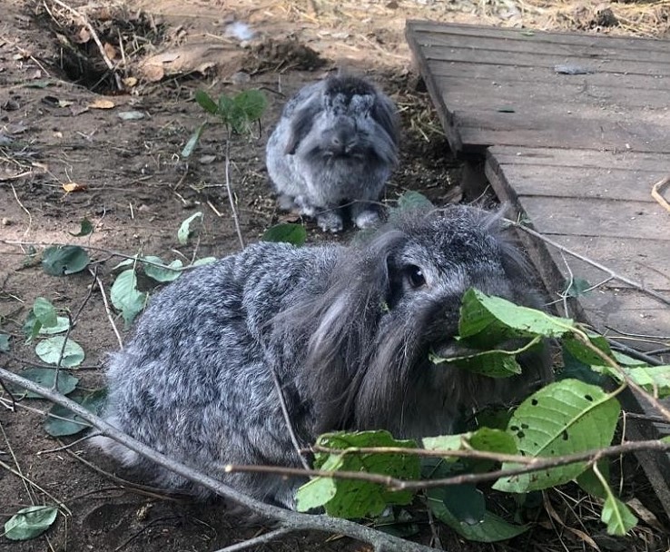 The rabbits were simply thrown in a waste container in Purvciems.  A new trend has been observed in animal shelters in Latvia