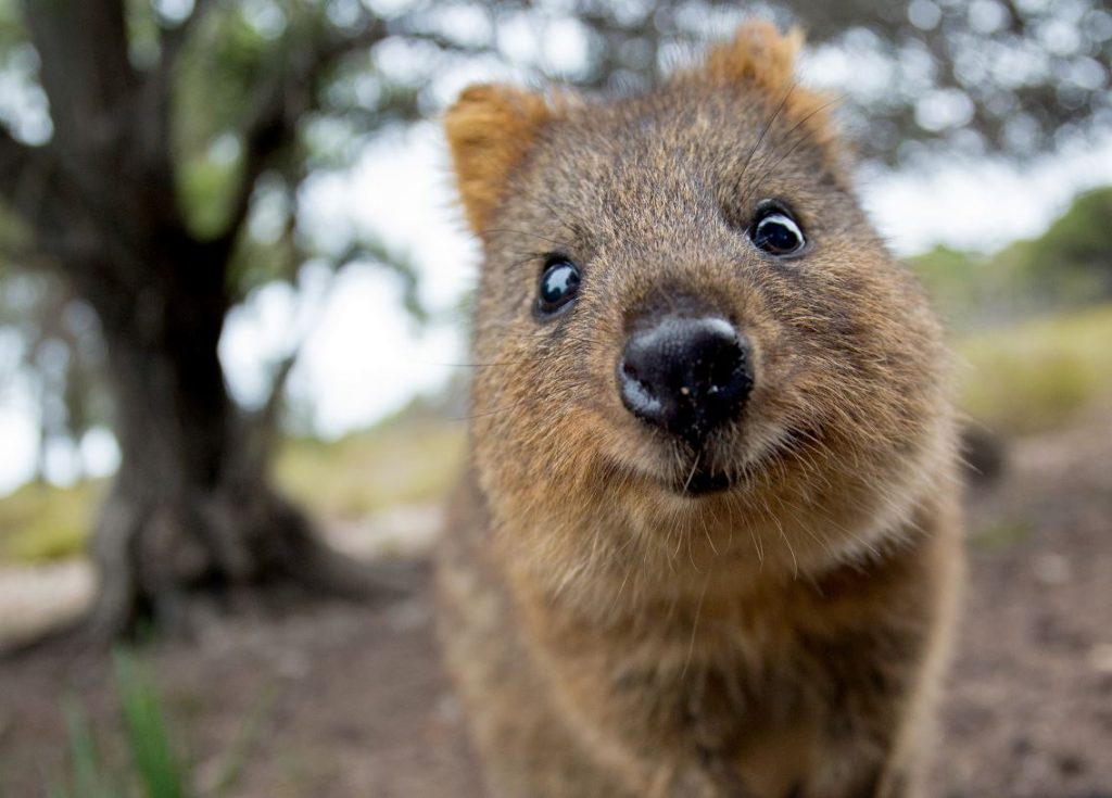 Īsastes ķenguri mitinās Austrālijā un pieaugušā vecumā sver līdz 3 kg.