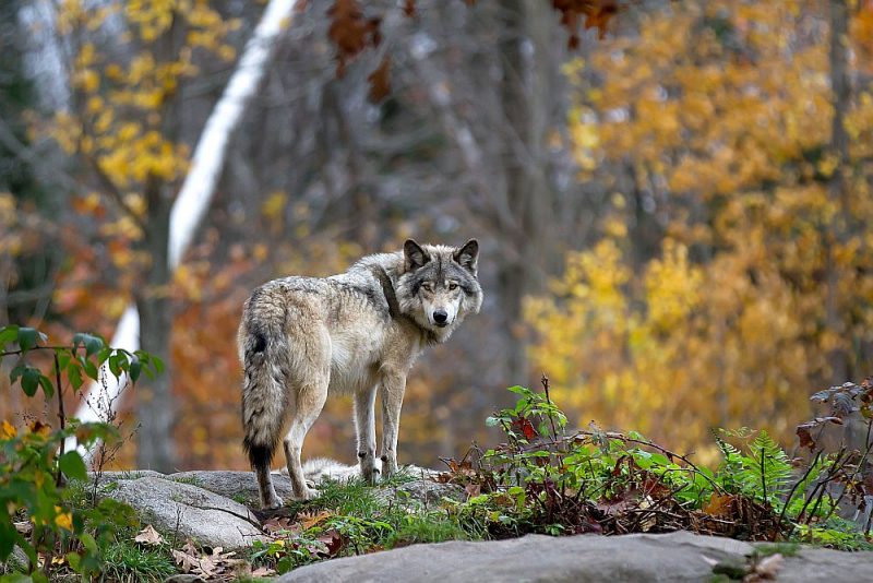 Vilku skaits pieaug. Mednieku galvenais uzdevums ir veikt populāciju apsaimniekošanu, nepieļaut krasas sugas īpatņu skaita izmaiņas un mazināt postījumus.