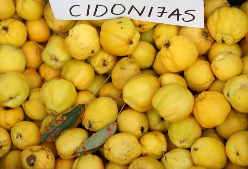Par ziemeļu citronu dēvētās krūmcidonijas audzējamās platības pēdējo septiņu gadu laikā seškāršojušās, kas liecina – interese par šo augli aug gan Latvijā, gan ārpus tās.