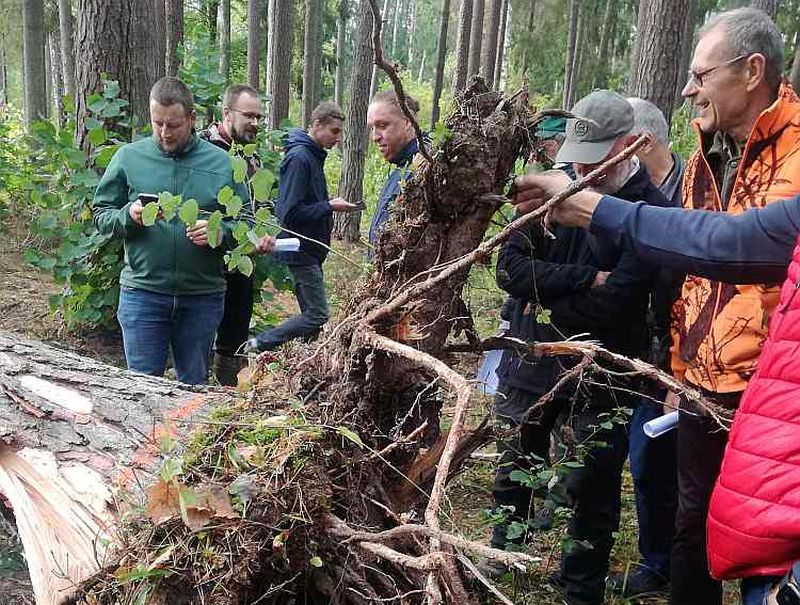 Zinātnes vārdā upurētajai priedei sakne ne pa jokam.