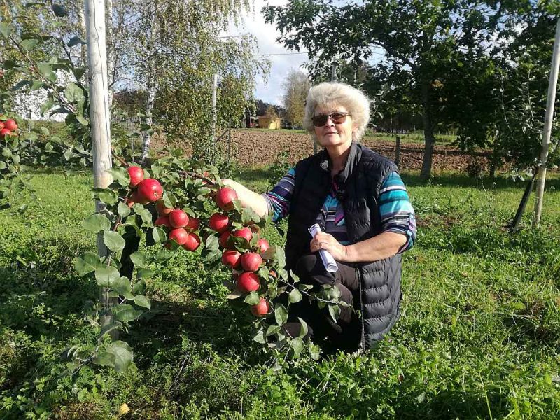 “Jaunās hibrīdšķirnes, kā šī otrgadniece (pagaidām gan bez nosaukuma), ir Latvijas ābeļdārzu nākotne,” uzskata “Mucenieku” saimniece Ligita Rezgale.