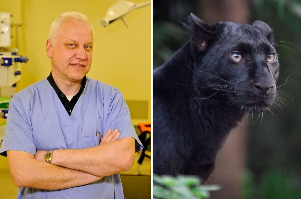 No kreisās – veterinārārsts, profesors Agris Ilgažs. Pa labi – melnais leopards, informatīvs foto.