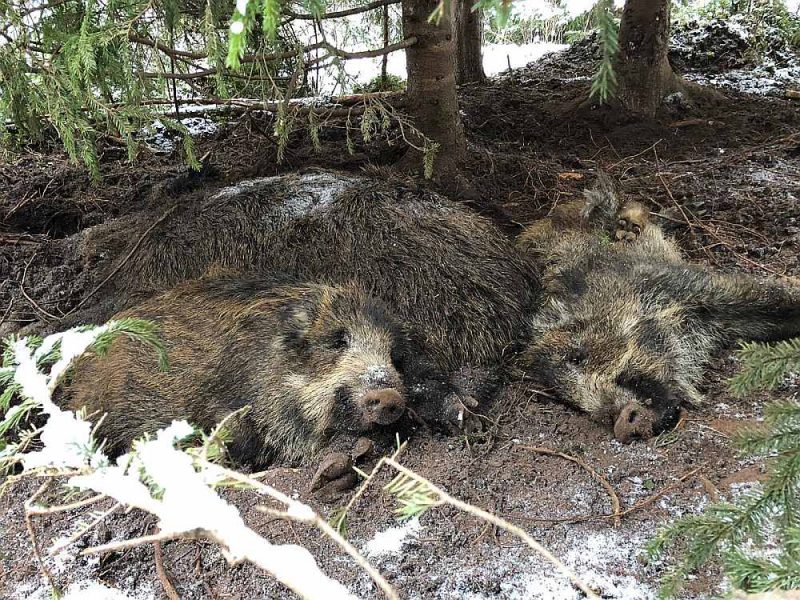 Mežā atrastās beigtās mežacūkas liecina par reālo situāciju dabā, tomēr pēdējā laikā par tām maz uzzina, jo cilvēki baidās ziņot.