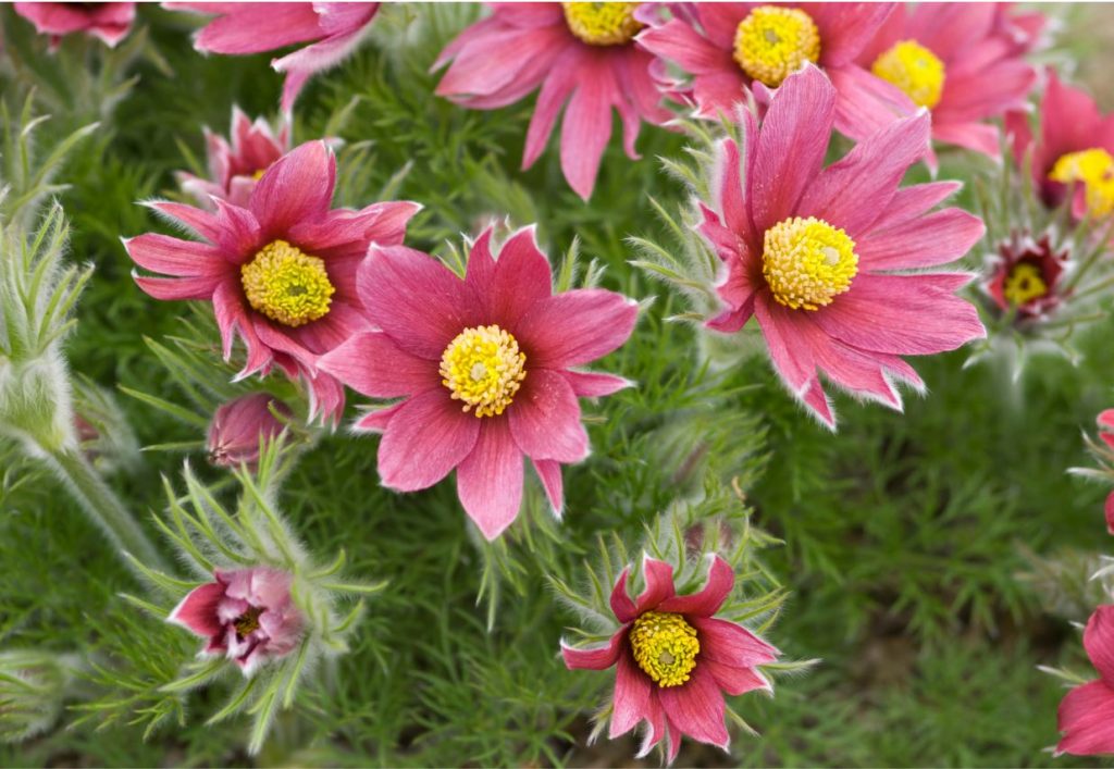 Parastā silpurene, sarkanā varietāte (Pulsatilla vulgaris var. Rubra).