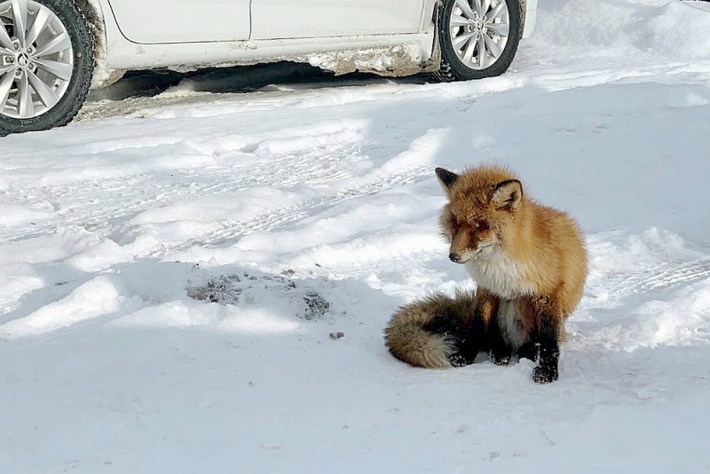 Lapsa Ģibuļu novadā, kas nebaidījās no cilvēkiem un bija manāmi slima.