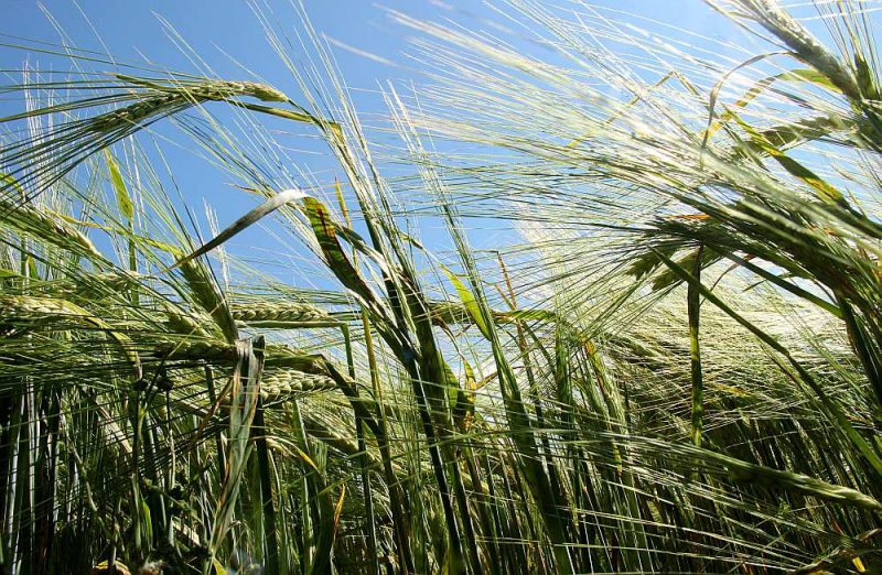 Eiropas Komisijas izstrādātais plāns paredz uzlabot bioloģisko produktu ražošanu un patēriņu Eiropas Savienībā, tostarp līdz 2030. gadam panākt, ka 25% lauksaimniecības zemes tiek izmantoti bioloģiskajai lauksaimniecībai, kā arī ievērojami palielināt bioloģiskās akvakultūras produkcijas daudzumu.