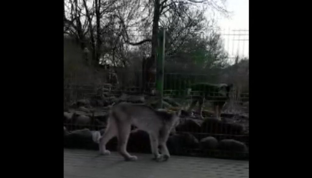 Lūsis klaiņo Jaunjelgavā.