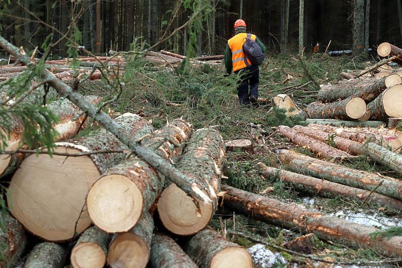 Salīdzinājumā ar citām Eiropas valstīm Latvijas mežu apsaimniekošanas intensitāte ir vidēja, un tāpat kā Eiropā kopumā Latvijā koksnes pieaugums pārsniedz ciršanu.